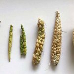 Вареной кукурузкой несколько столетий назад было бы трудно побаловаться. /Фото: blogspot.com