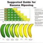 Green banana, or Don&#39;t forget to feed the microbiota