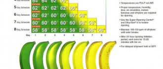 Зеленый банан, или Не забудь покормить микробиоту