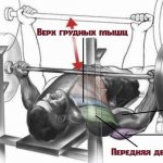 Жим лежа обратным хватом работающие мышцы