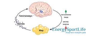 Жировой обмен в организме человека